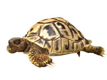 现代阿根廷象龟3D模型下载