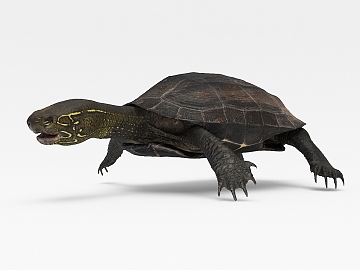 现代巴西红耳龟3D模型下载